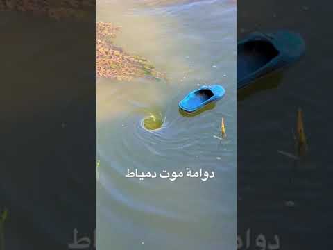 فيديو: نباتي بالمشرط: سمك الجراح