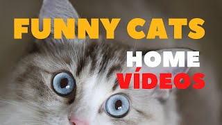 #Gato fofinho | #Funny Cat.🤣 by Fatos Curiosos dos Felinos  39 views 2 years ago 5 minutes, 6 seconds