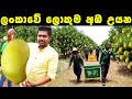 අක්කර 500ක ලංකාවේ ලොකුම අඹ වත්ත | Sri Lanka's largest Mango orchard