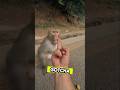 Cheeky Monkey Messes Around Gets The Middle Finger As Payback Funny Fun Funnyvideo mp3