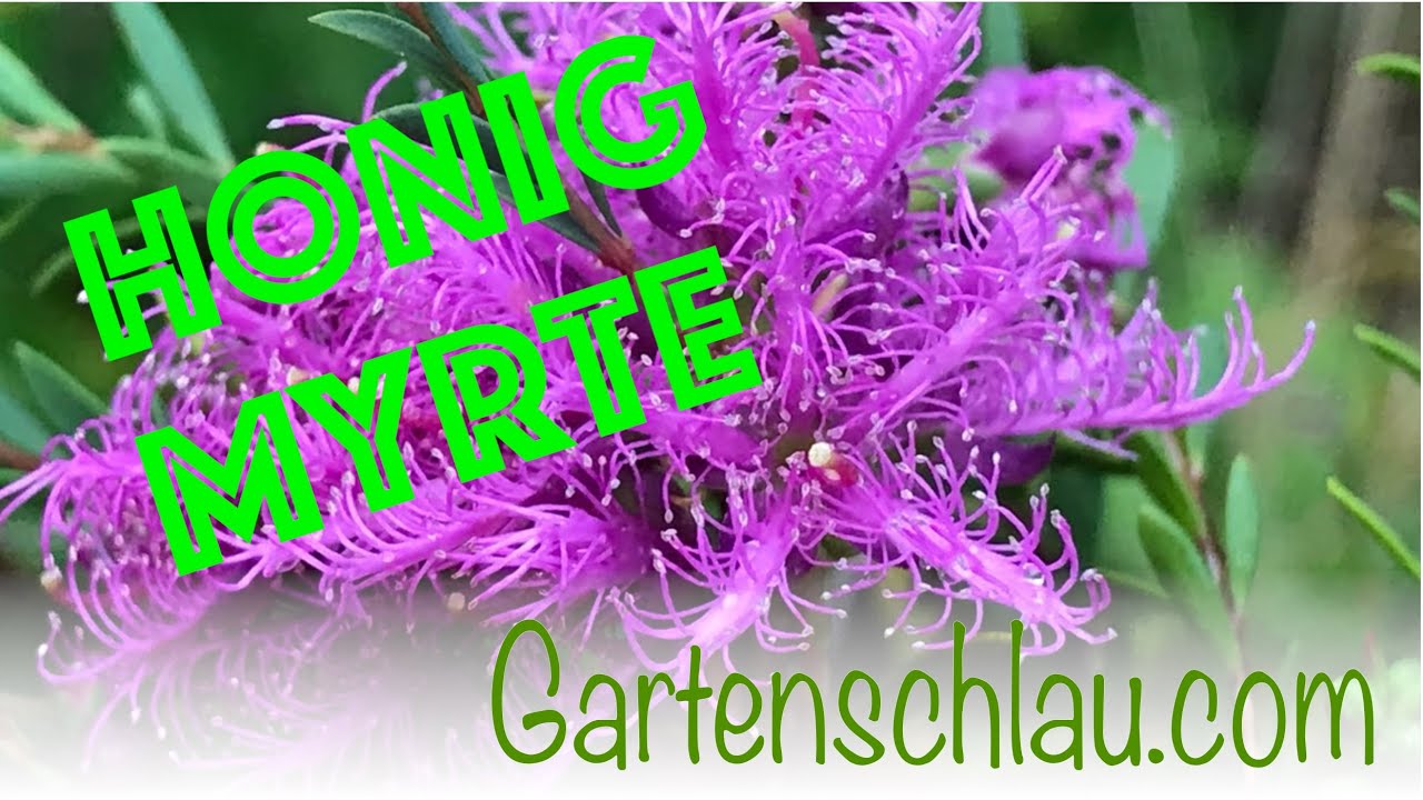 Honigmyrte blüht nicht? Sonne, Wasser und Schnitt richtig abstimmen