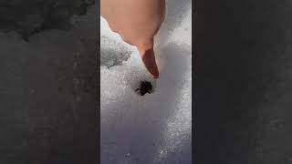 Лягушка в снегу