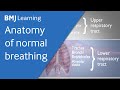 Basics of ventilation anatomy of normal breathing