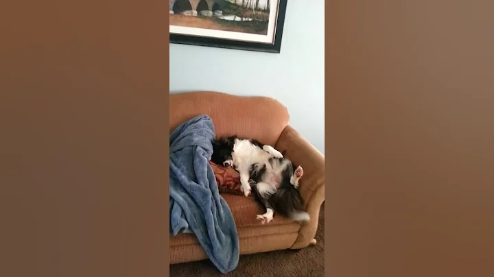 Lazy butt Bailey boo