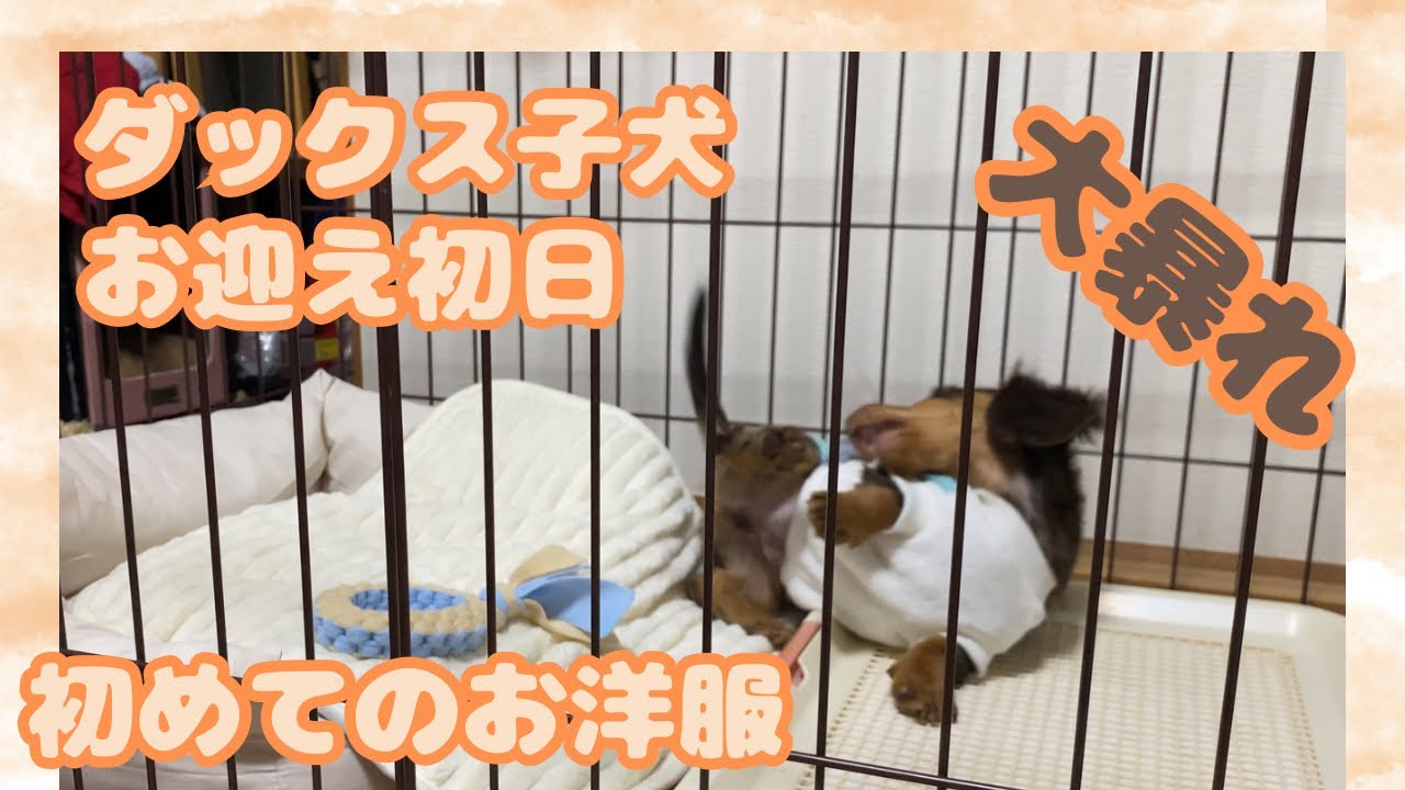 【エトワとステラ】子犬が我が家にやってきた　ダックス子犬お迎え初日　初めてのお洋服　大暴れ　Our puppy's first day at home