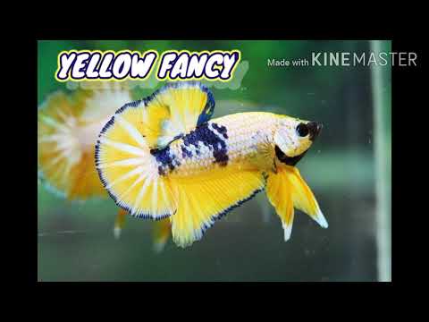 Jenis Ikan Plakat