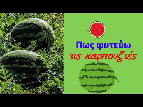 Βίντεο: Καλλιέργεια καρπούζι χωρίς κουκούτσι: Πώς μπορείτε να καλλιεργήσετε καρπούζια χωρίς κουκούτσια χωρίς κουκούτσια