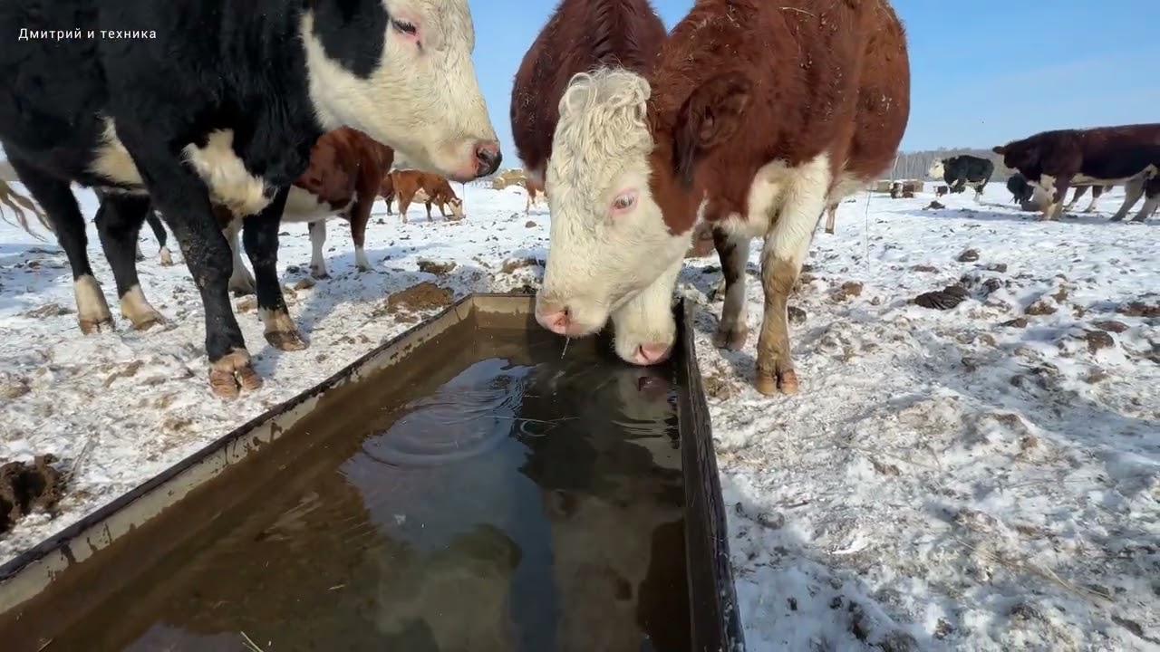 ГЕРЕФОРДЫ #15 & ПОСЛЕДНИЙ ДЕНЬ ЗИМЫ