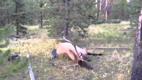 Elk down and out