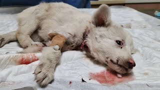 Stray puppy was found bleeding unconscious.