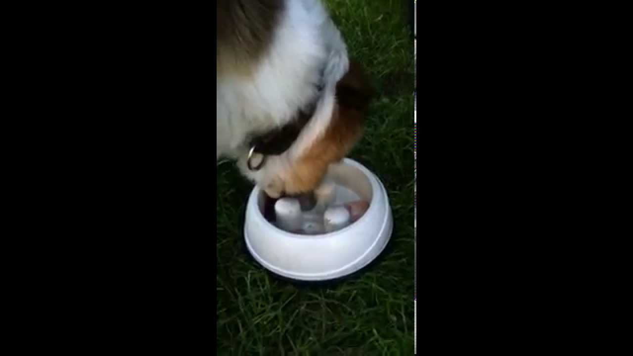 HundeLeberwurstEis I YouTube