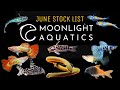 Exploring The Epic New & Rare Fish Imports at Moonlight Aquatics: The June 2026 Stock List!
