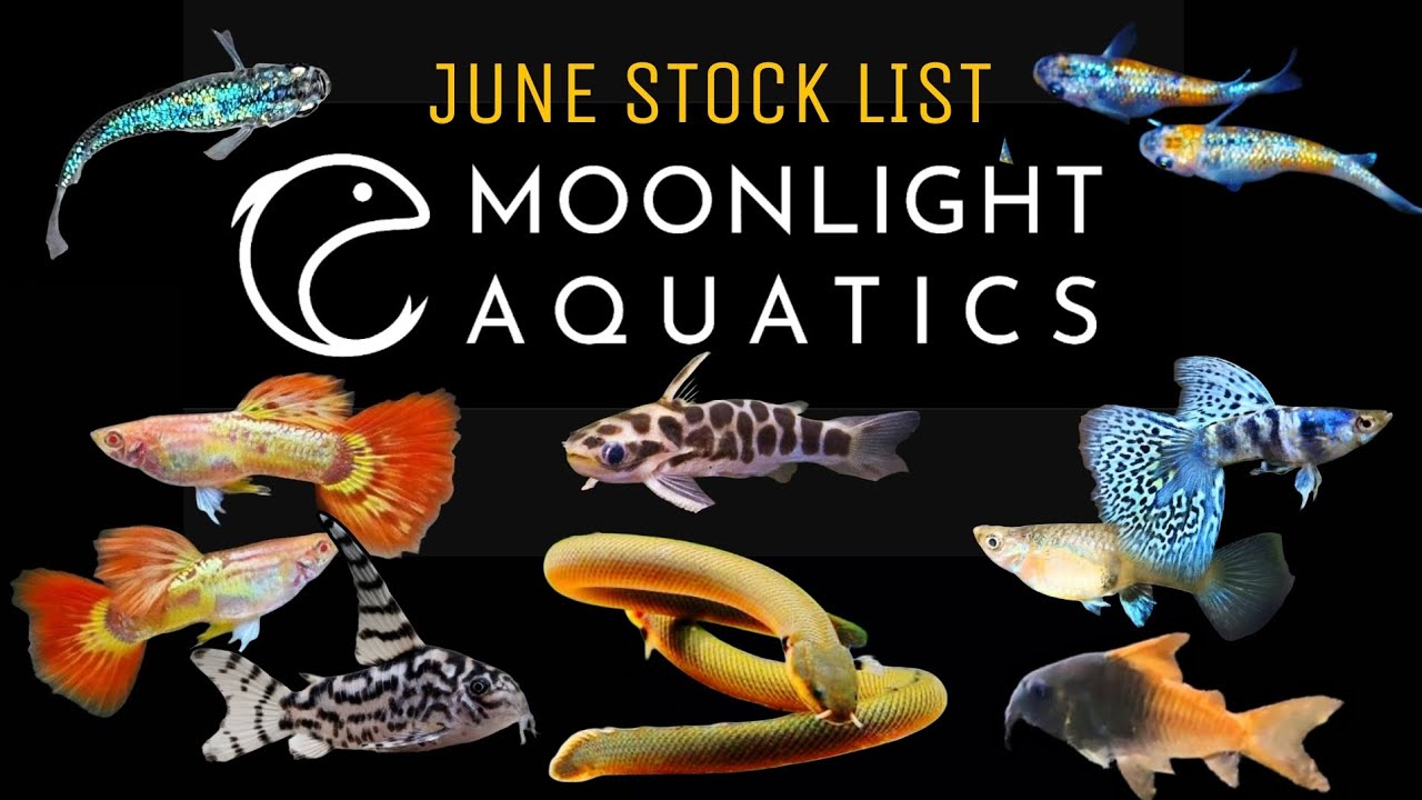 Exploring The Epic New & Rare Fish Imports at Moonlight Aquatics: The June 2026 Stock List!  