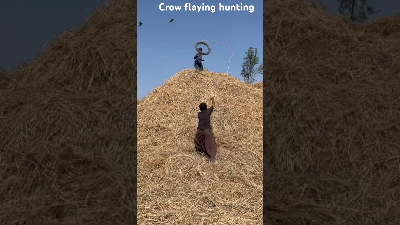 Amazing flaying crow hunting 