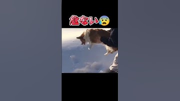 【衝撃】コーギー犬がスカイダイビングで空に投げられる瞬間【笑撃】　#shorts　#dog #犬
