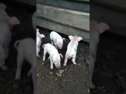 Видео: Переносят ли свиньи листериоз?