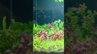 Cardinal Tetra Fish & live plant Aquarium