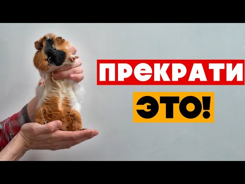 Видео: Как приручить песчанку: 14 шагов (с иллюстрациями)