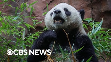 San Diego Zoo welcomes first giant pandas in decades