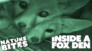 Inside a Den of Baby Kit Foxes | Nature Bites