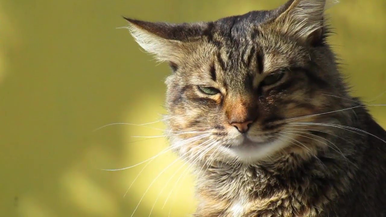 BTS (방탄소년단) 'Dynamite' | Cover By Dyno cat| Official MV