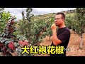 花椒即将采摘 却遭价格暴跌 是啥原因导致的 听甘肃小伙怎么说 花椒即将采摘 却遭价格暴跌 是啥原因导致的 听甘肃小伙怎么说