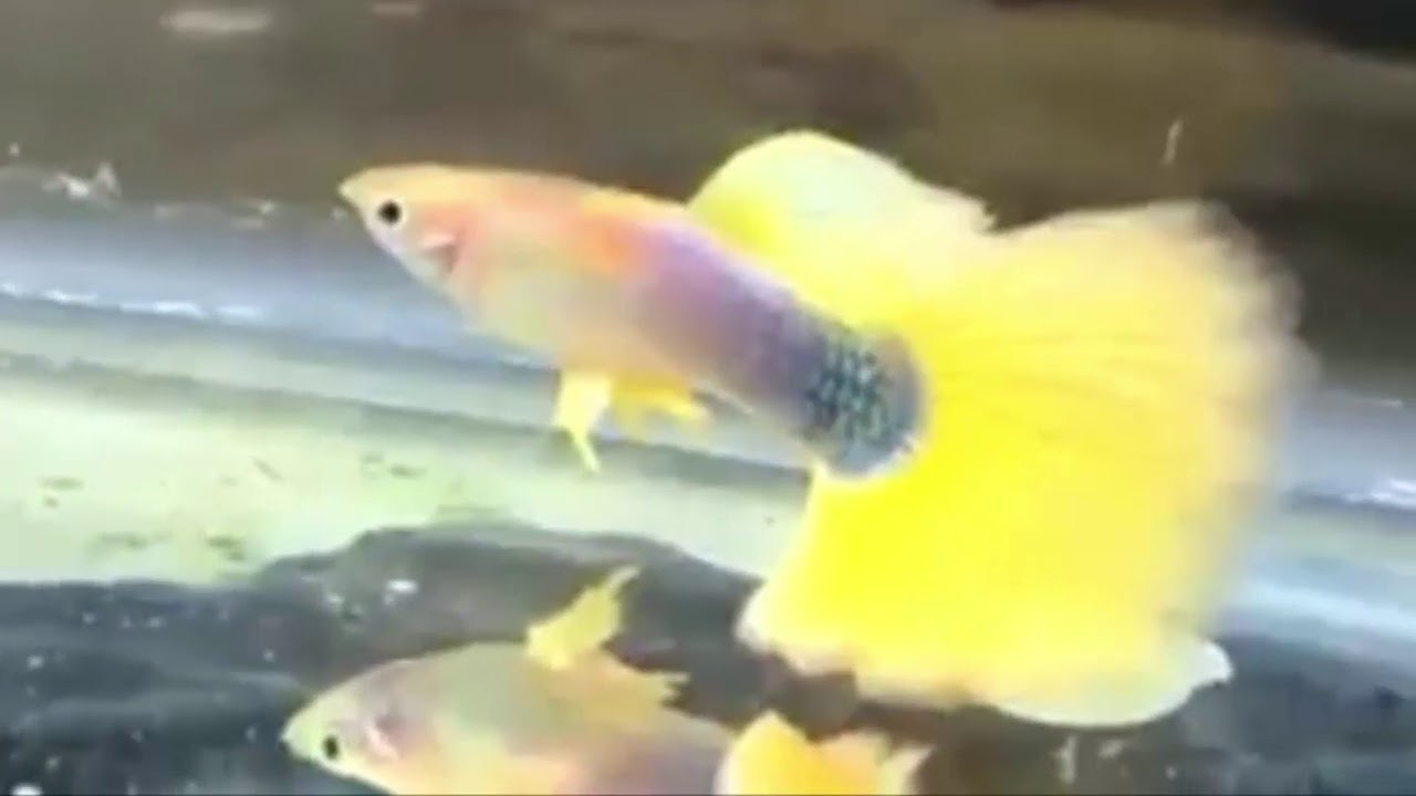 Yellow Peacock Tail Guppies Micariff Collection - YouTube