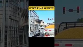 Animal ke Gajab ka karname 14 😂😃 जानवरों के गजब के कारनामे #funny #trendingshorts #shortscomedy