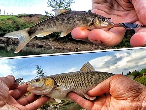 ქაშაპი სპინინგით და წვერა ბონუსად მდინარე წყალწითელაზე