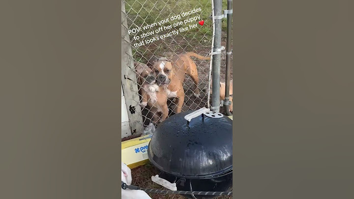 Dog Mom Shows Off Her Look-alike Baby!