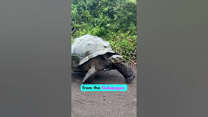 fascinating animal facts that were hidden from you! #shorts