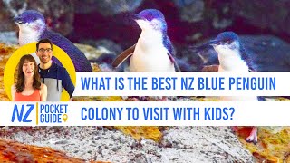 🐧 The Best Blue Penguin Colony in New Zealand to Visit With Kids - NZPocketGuide.com screenshot 3