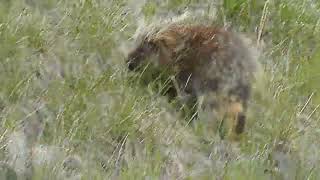 Porcupine eating grass shoots near Lethbridge Country Club.