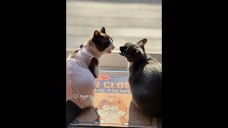 The meow mix song with ai. #cats