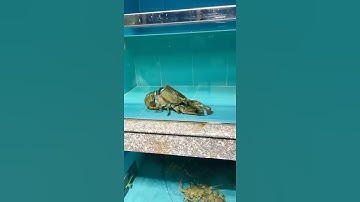 Cận cảnh tôm hùm lột vỏ