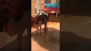 kda ki ronak