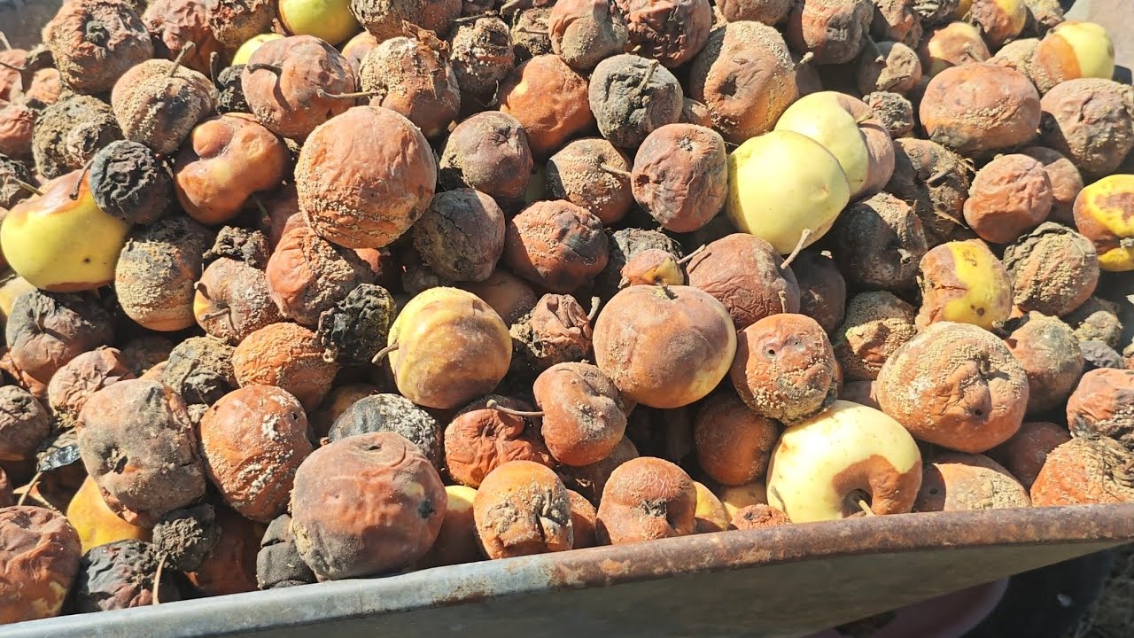 Zaglądam do dżdżownic oraz karmię je taczkami jabłek ! 