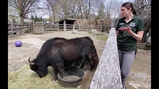 Zoo to You: Meet Sengi the yak