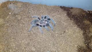 FEEDING my L. parahybana TARANTULA!