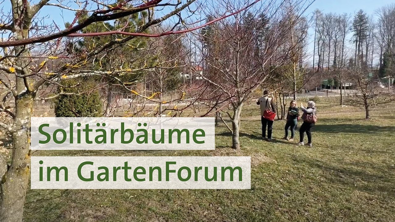 Solitärbaum für Ihren Garten Welcher darfs denn sein? YouTube