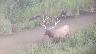 Big 6x6 bull elk!