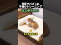 トイレを教えたい飼い主VS眠たい子猫の結末!