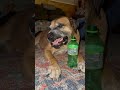 He LOVES to Flatten Caps!😆 #shorts #funny #cute #dog #doglover #happy #fun #love #ytshorts #short