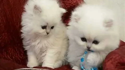 Watch the video about ~Dearheart Silver Cattery~ Silk & Puff