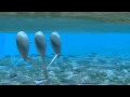 view Why Design Now?: bioWAVE Ocean-wave Energy System digital asset number 1