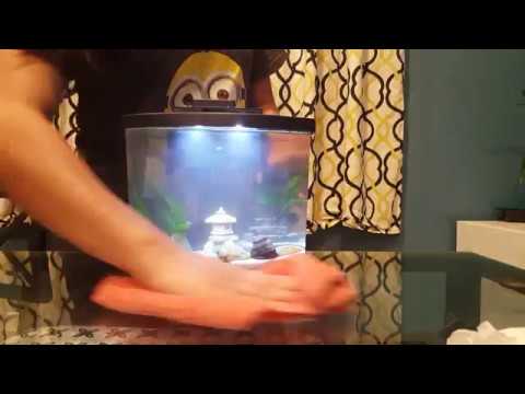 camera iphone 8 plus apk Shrimp Tank Setup