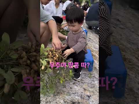 Baby Universe In The Peanut Field Baby Universe BabyVlog