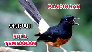 Masteran Murai Batu Full Isian | Suara Burung, Relaksasi Alam, Suara Kicau, Meditasi Alam