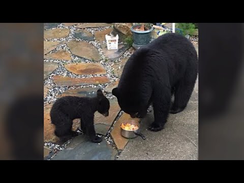 B.C. man fined $5K for feeding backyard black bears in in 2018