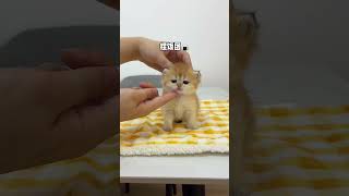 【牛奶是只猫】猫猫我今天又要被吃了